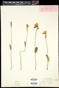 Pogonia ophioglossoides image