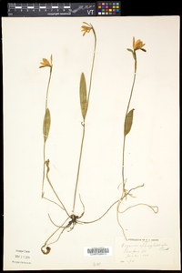 Pogonia ophioglossoides image