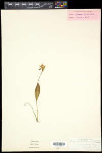 Pogonia ophioglossoides image