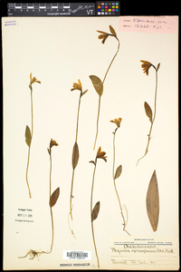 Pogonia ophioglossoides image