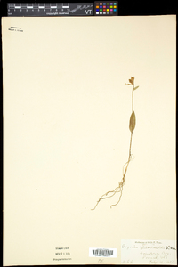 Pogonia ophioglossoides image