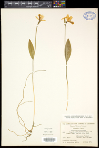 Pogonia ophioglossoides image