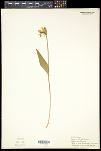 Pogonia ophioglossoides image