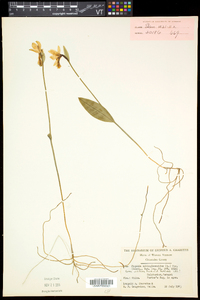 Pogonia ophioglossoides image