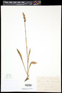 Spiranthes cernua image