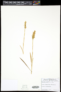 Spiranthes cernua image