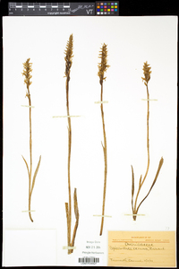 Spiranthes cernua image