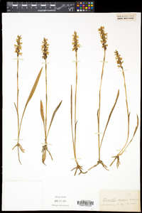 Spiranthes cernua image