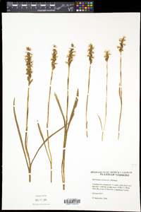 Spiranthes cernua image