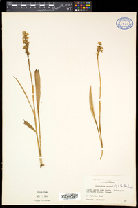 Spiranthes cernua image