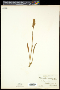 Spiranthes cernua image