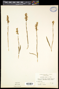 Spiranthes cernua image