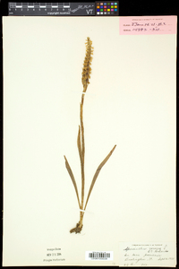 Spiranthes cernua image