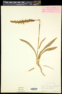 Spiranthes cernua image