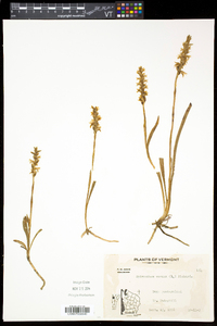 Spiranthes cernua image