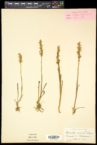 Spiranthes cernua image