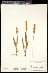 Spiranthes cernua image