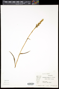 Spiranthes cernua image