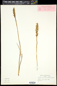 Spiranthes cernua image