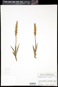 Spiranthes cernua image