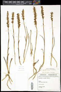 Spiranthes cernua image