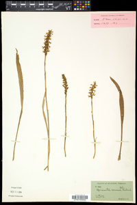 Spiranthes cernua image