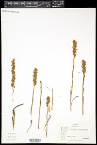 Spiranthes cernua image