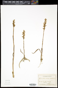 Spiranthes cernua image