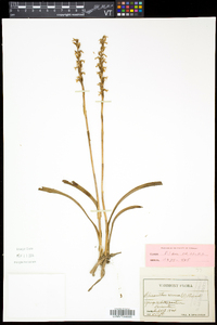 Spiranthes cernua image