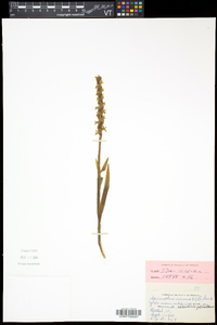 Spiranthes cernua image