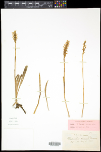 Spiranthes cernua image