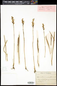 Spiranthes cernua image