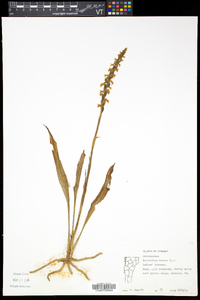 Spiranthes cernua image