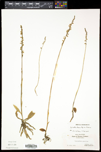 Spiranthes lacera var. lacera image