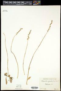 Spiranthes lacera image