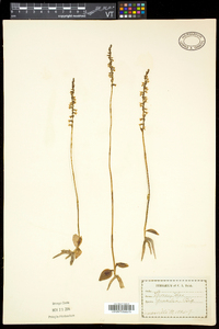 Spiranthes lacera var. gracilis image