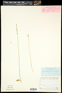 Spiranthes lacera var. gracilis image