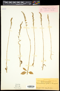 Spiranthes lacera var. gracilis image