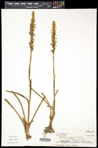 Spiranthes cernua image