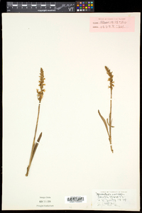 Spiranthes cernua image