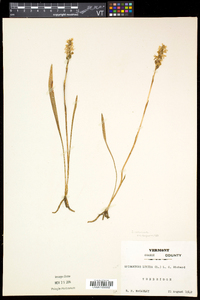 Spiranthes cernua image