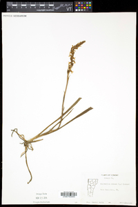 Spiranthes cernua image