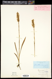 Spiranthes cernua image