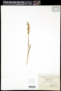 Spiranthes cernua image