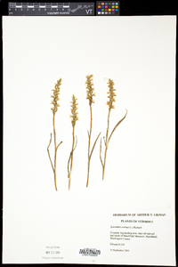 Spiranthes cernua image