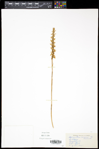 Spiranthes cernua image