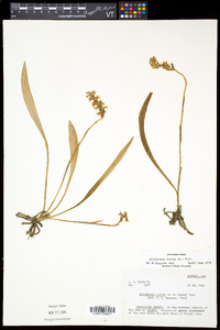 Spiranthes cernua image