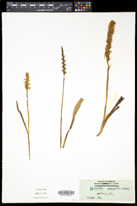 Spiranthes cernua image