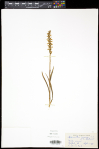 Spiranthes cernua image