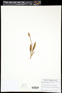 Spiranthes lucida image